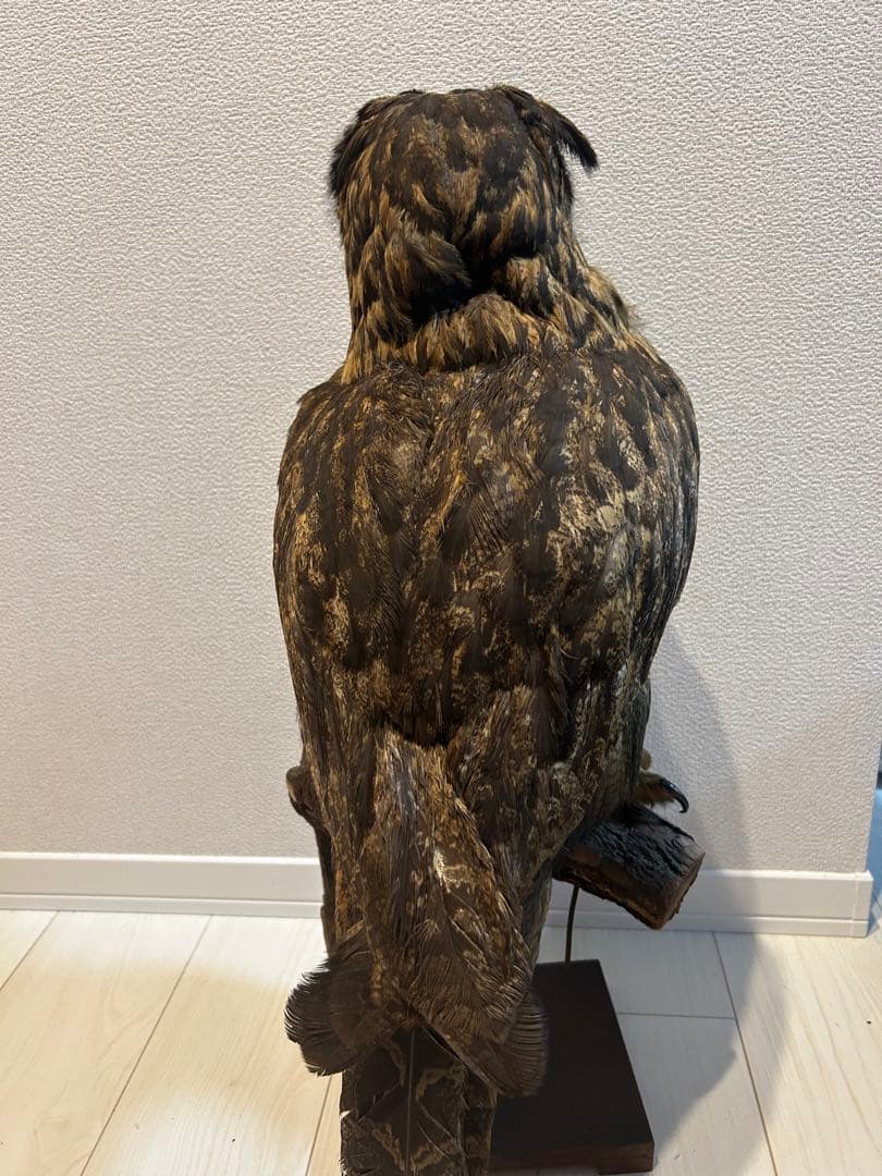 ユーラシアワシミミズクの剥製 約60cm