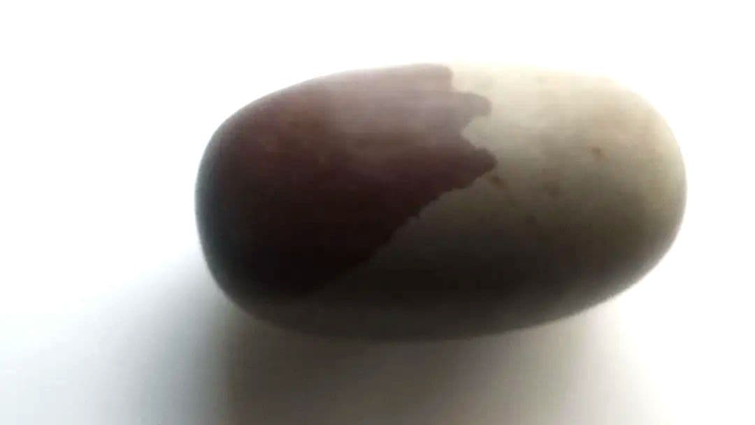 特大 希少価値‼️シバリンガム