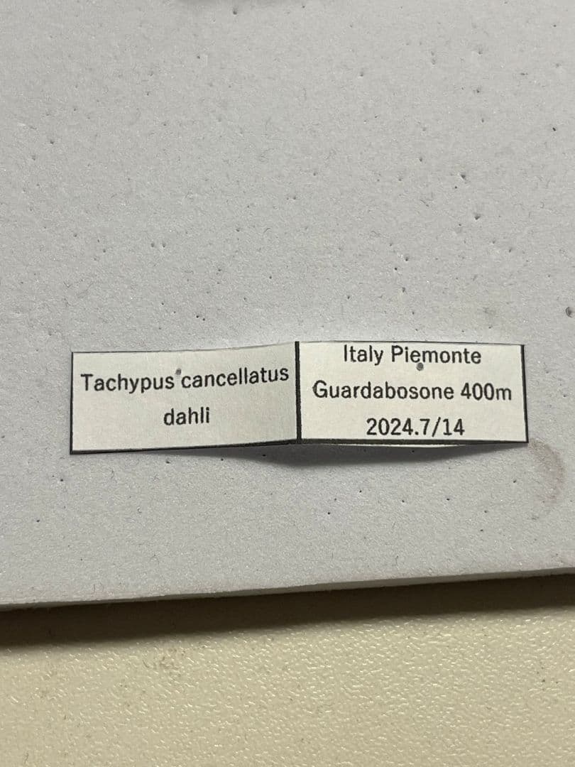 【29mm】コブスジキンイロオサムシ エリスカブリモドキ オサムシ標本