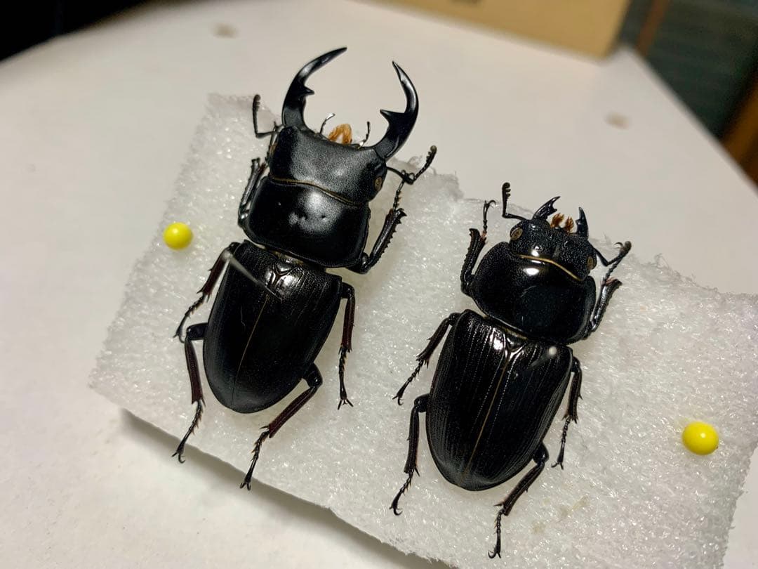 オオクワガタ　幼虫採集品