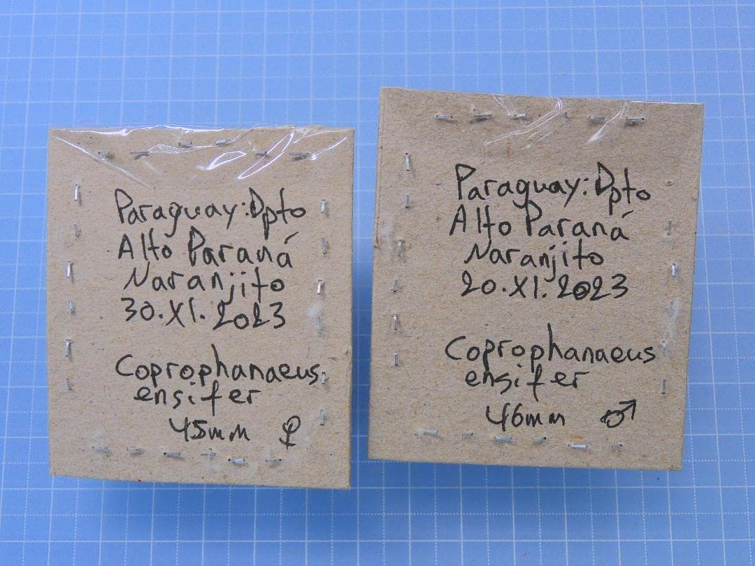 お買い得　エンシフェールニジダイコクコガネ　46mm 45mm