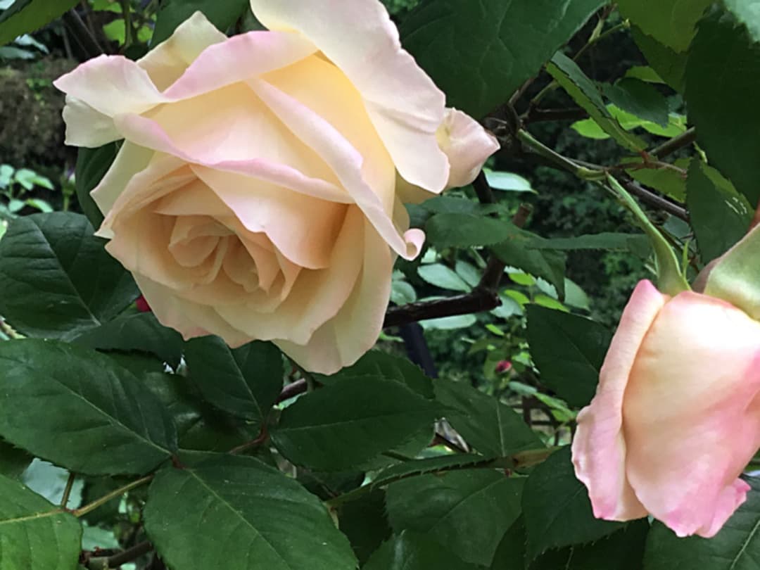 ♡M 様ご確認用です♡