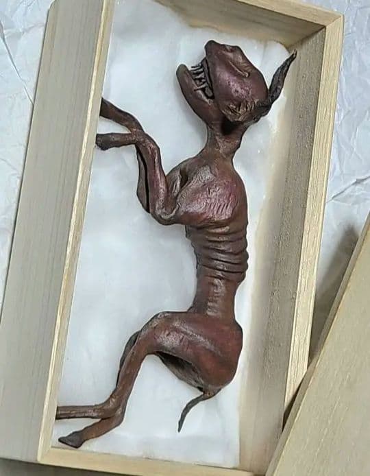 一点物「妖獣鬼鹿」のミイラ標本