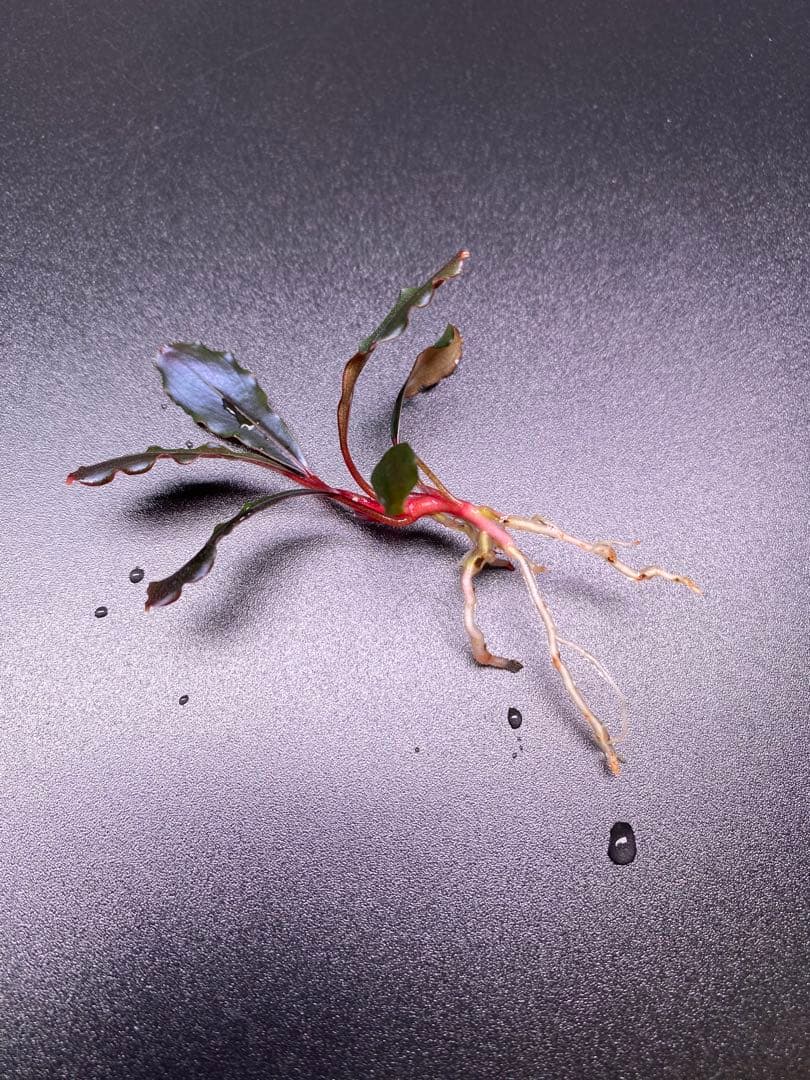 Bucephalandra sp.Ghost kalimantan ②