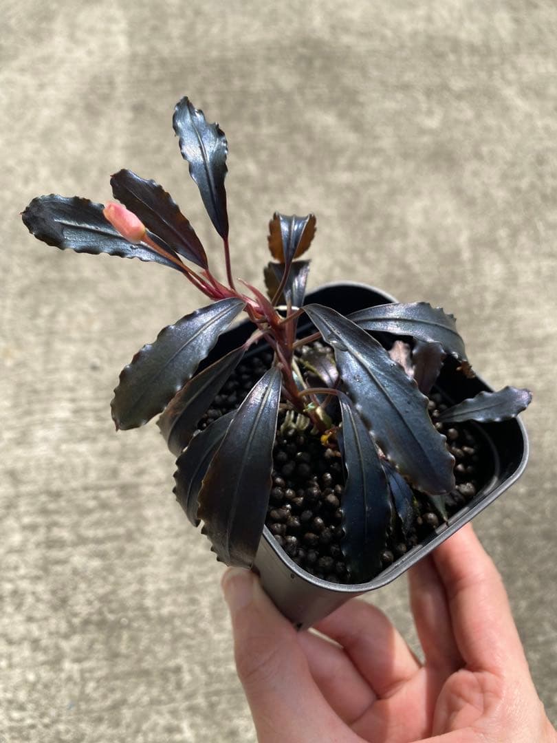 Bucephalandra sp.Ghost kalimantan ②