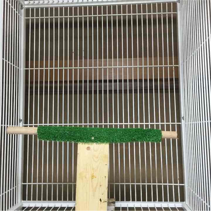 小動物。鳥。猿。イグアナ