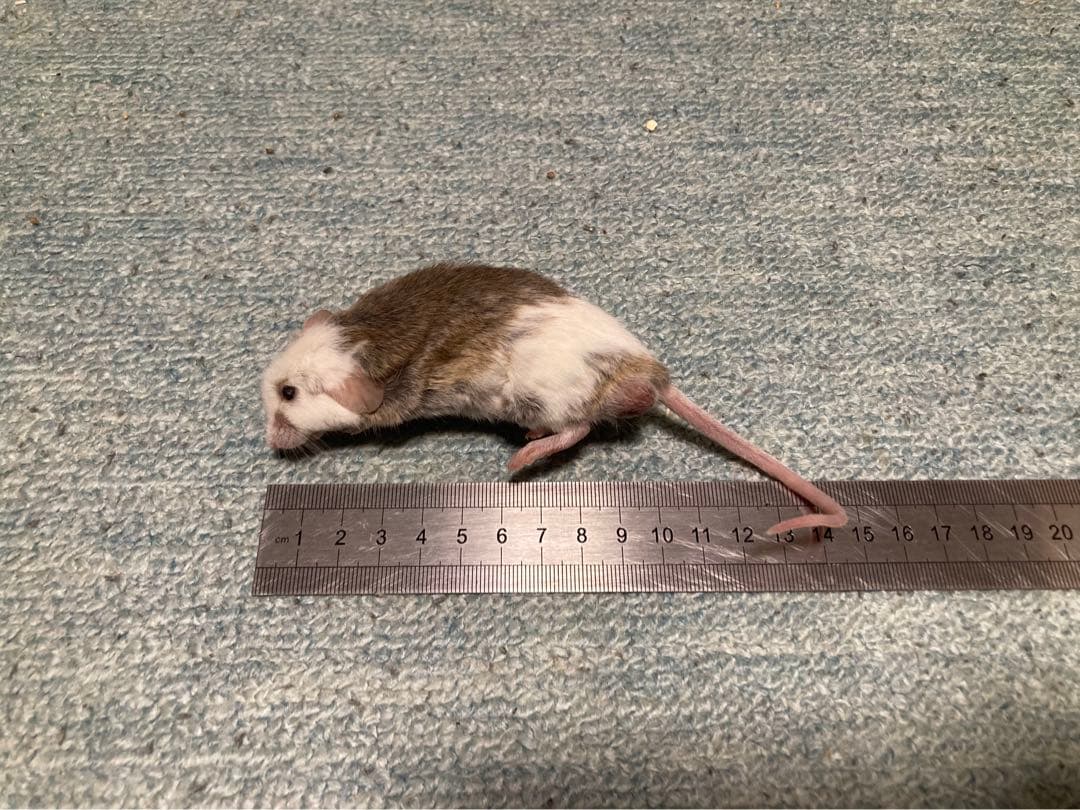 【冷凍】ヤワゲネズミ　Mサイズ20〜40ｇ　５0匹セット【エサ用】