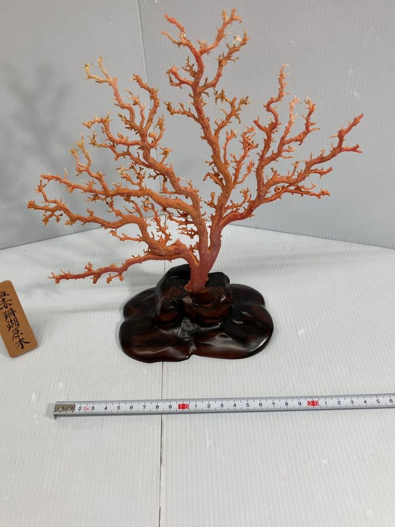 【血赤珊瑚原木】希少！＊血珊瑚＊天然 原木 サンゴ オブジェ 手渡し推奨