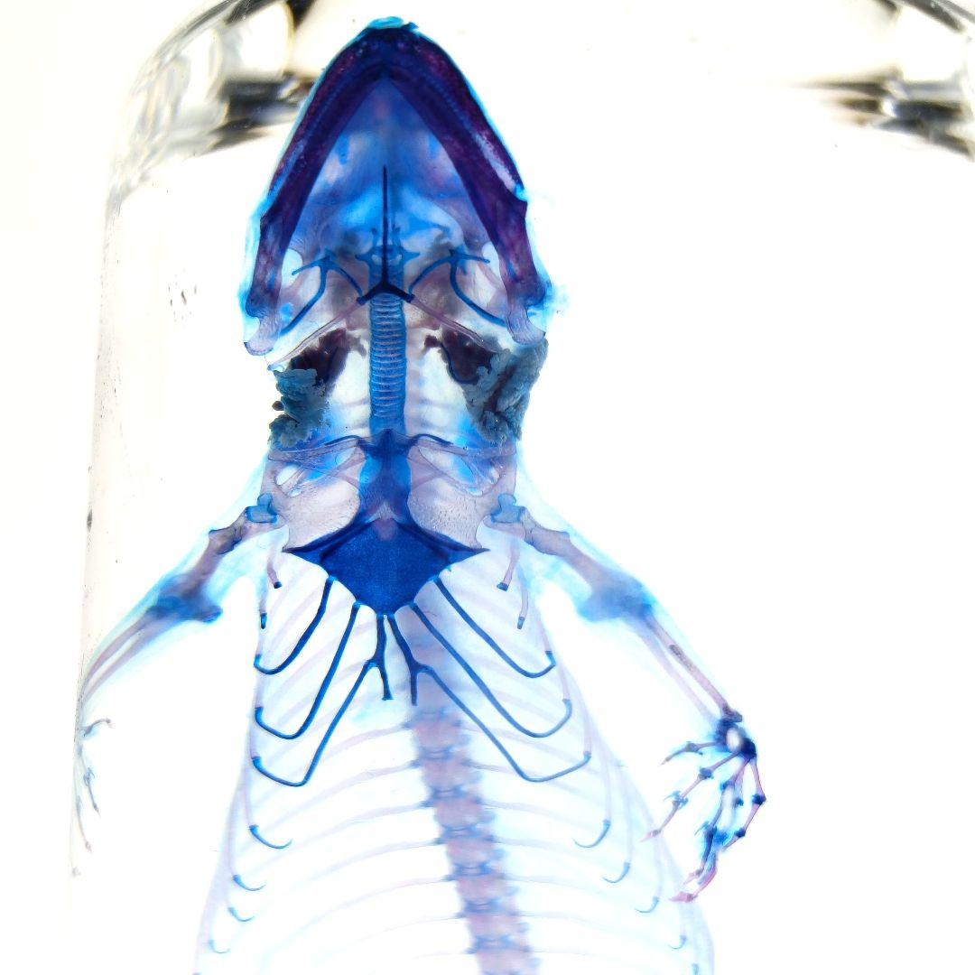 極美品【1点物】透明骨格標本ヒラオヤモリ① 約10cm