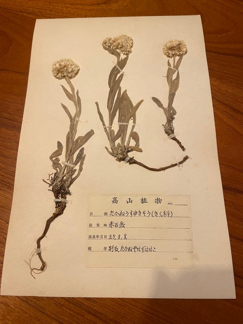 アンティーク　植物標本　高山植物　全57種