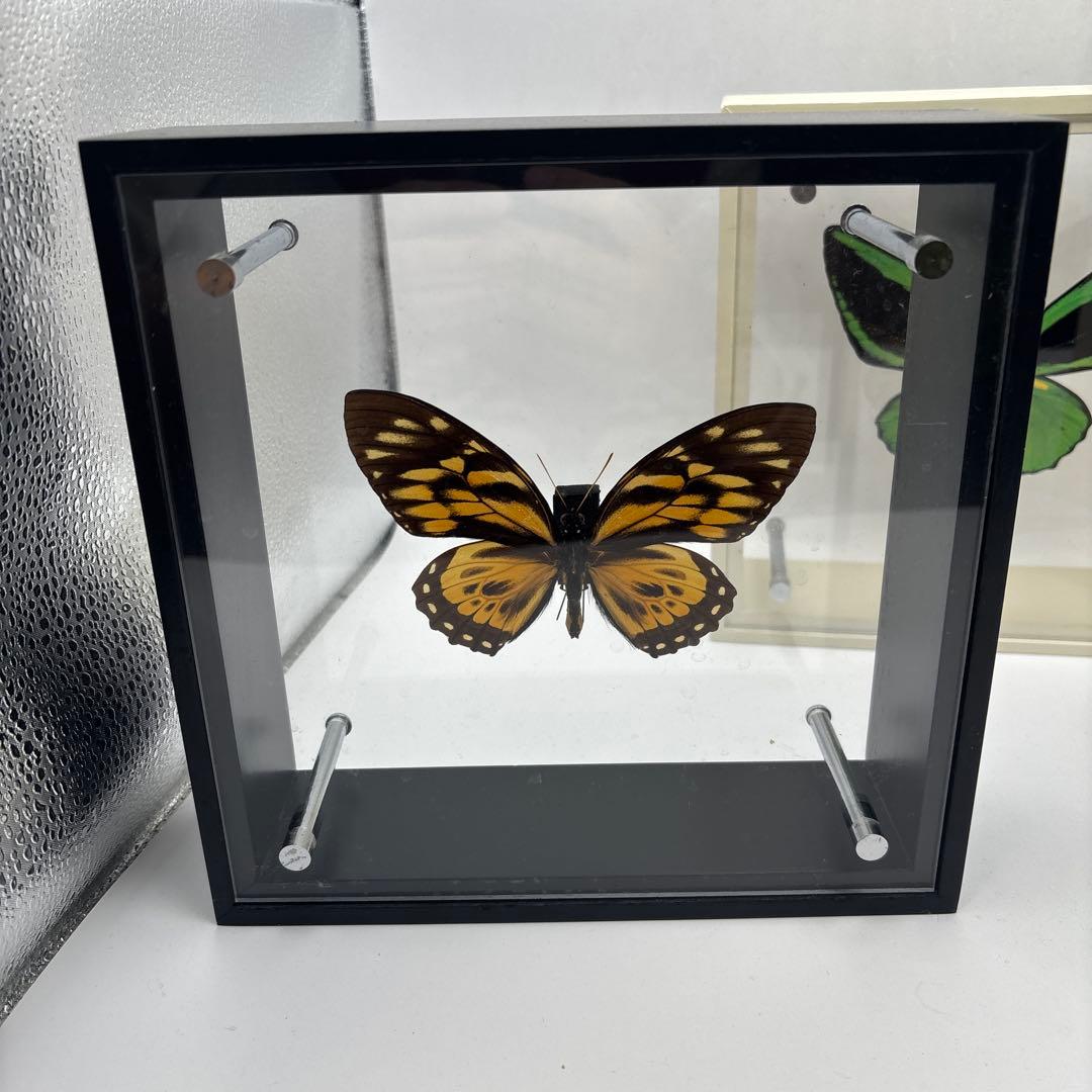 蝶の標本 3点セット