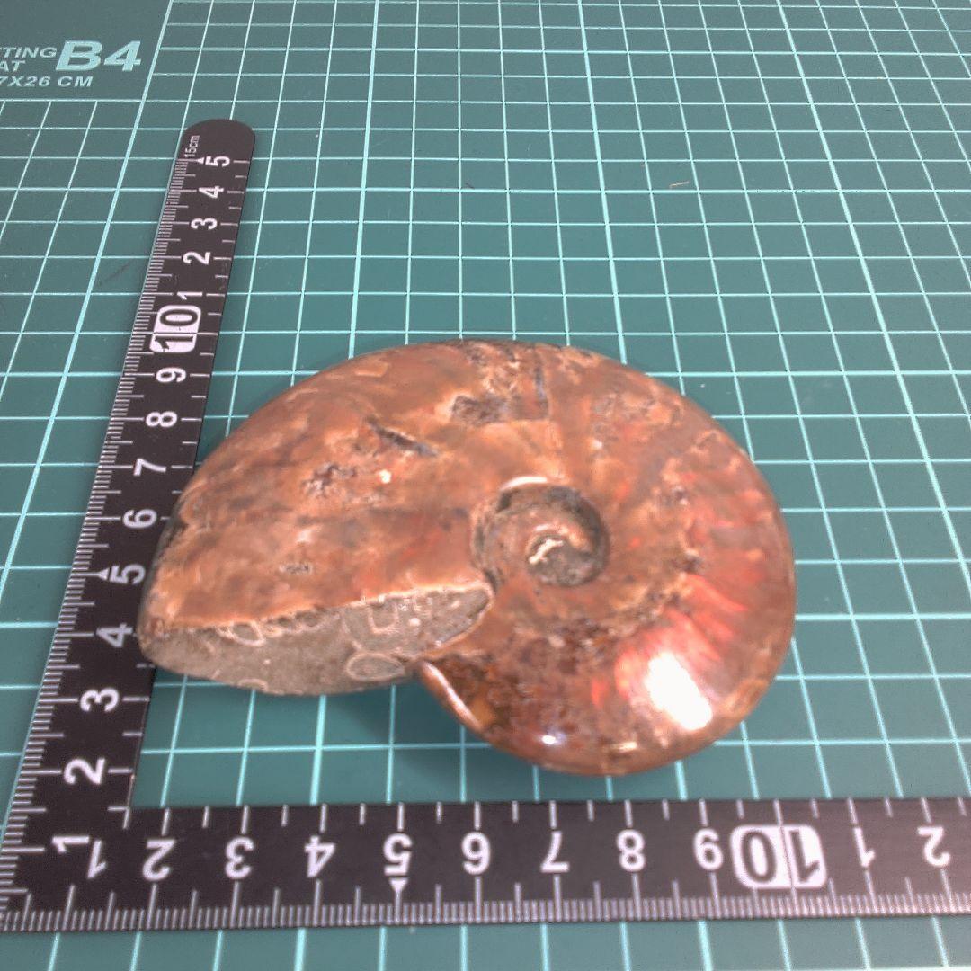 小物１ アンモナイト化石 光沢あり