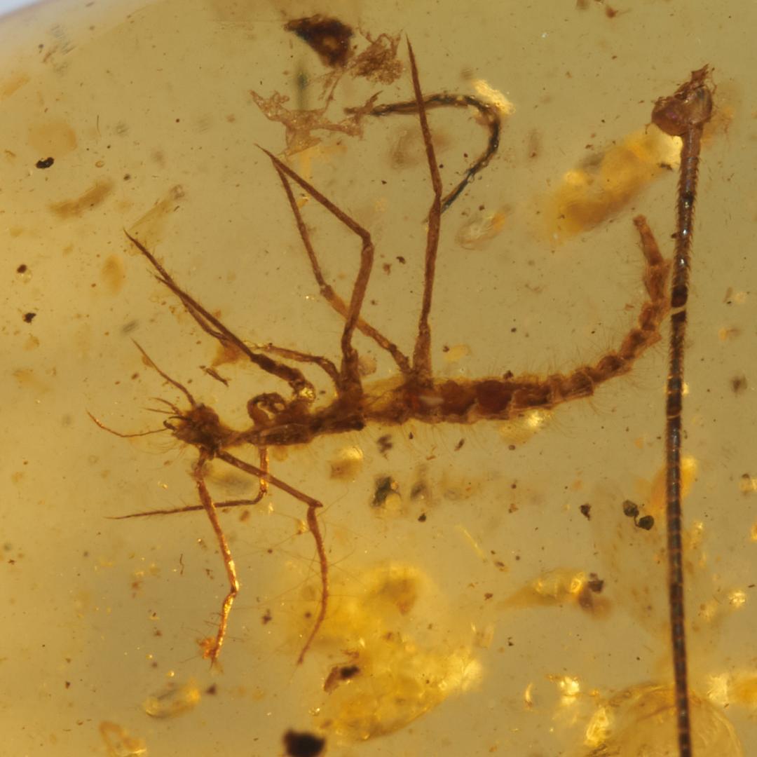 レア極上品 PA0006虫入り琥珀化石　ミャンマーカムティかタナイ9900万年前