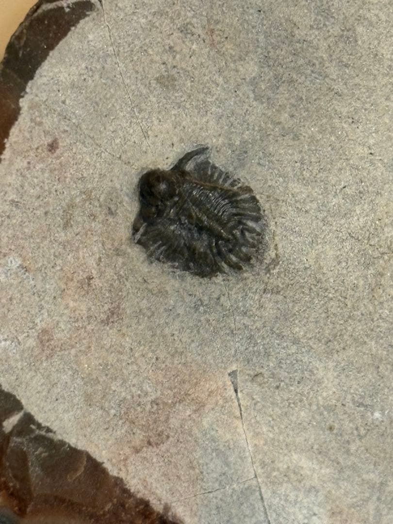 アカンソピゲ　2体　化石　三葉虫
