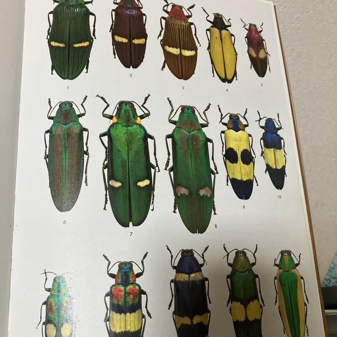 世界の昆虫1〜6図鑑