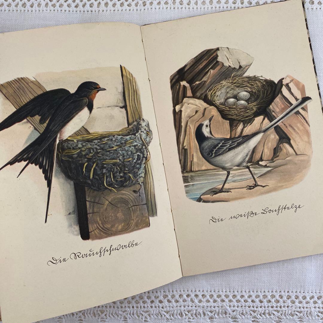 人気３冊　インゼル文庫まとめ売り　蝶　鳥　木　図鑑　洋書　古書