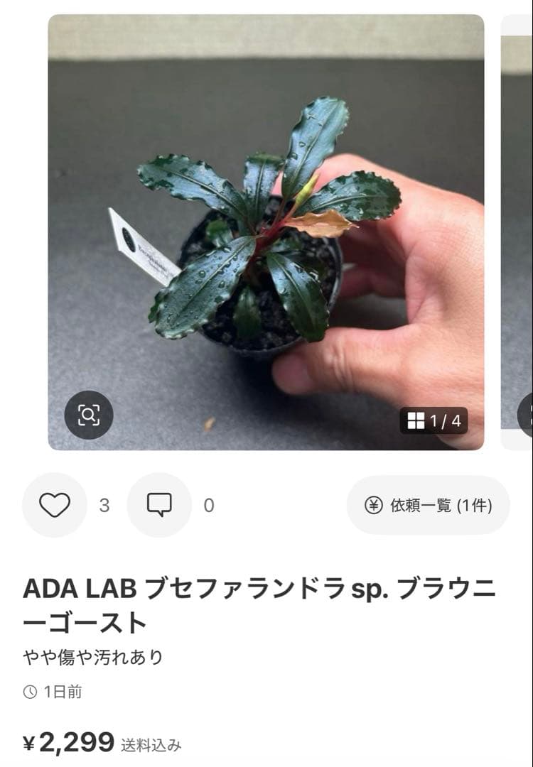 ブセファランドラ ビブリス B 他