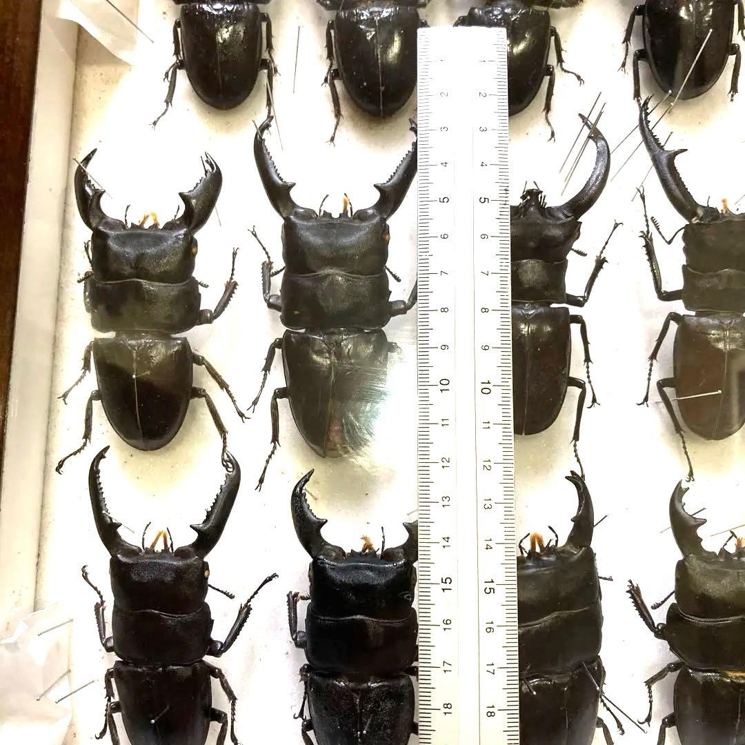 750mmオーバー1000mm世界のクワガタオオクワガタヒラタクワガタなど21頭