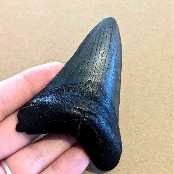 メガロドンの歯の化石 ots05