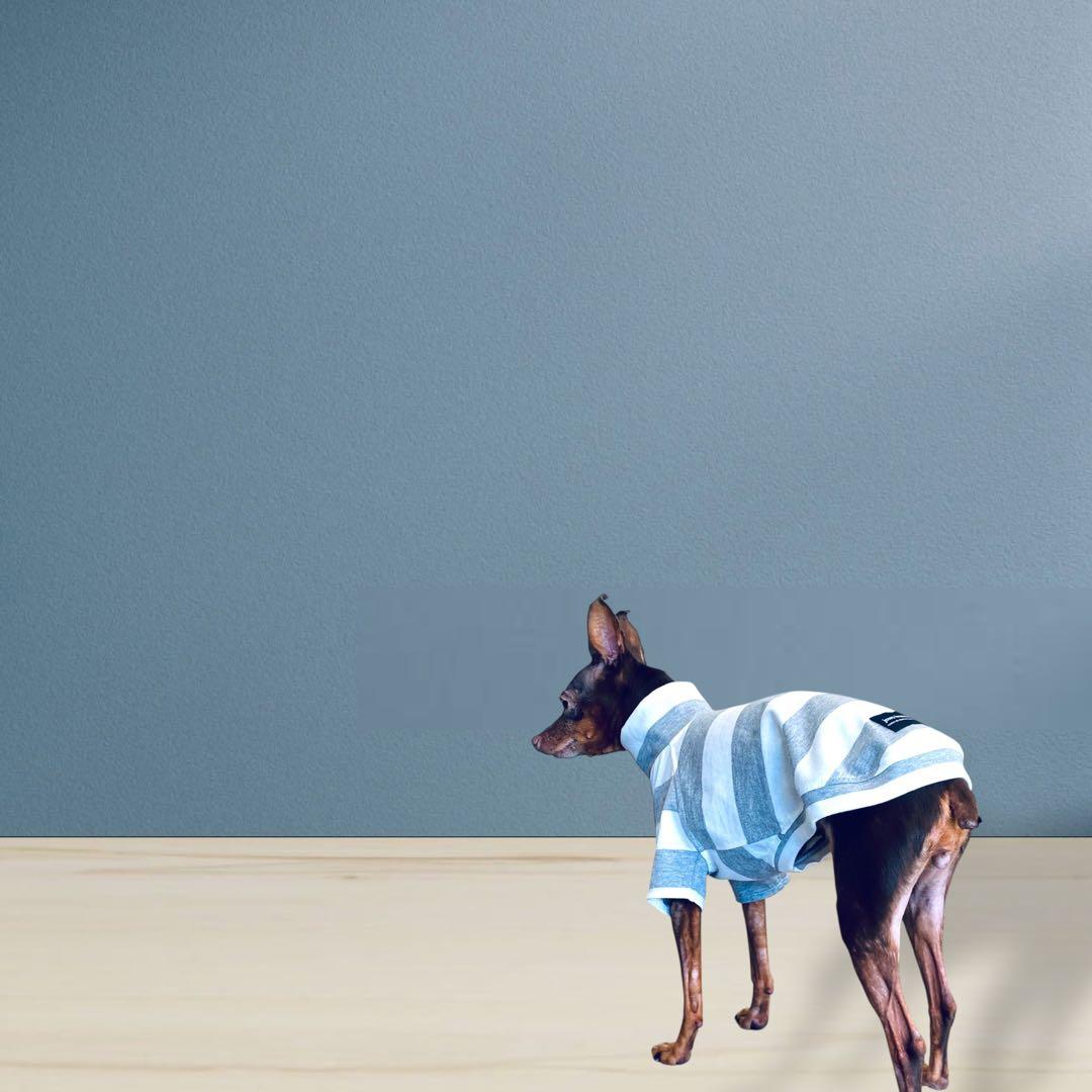 ⑱ボーダーショートスリーブ