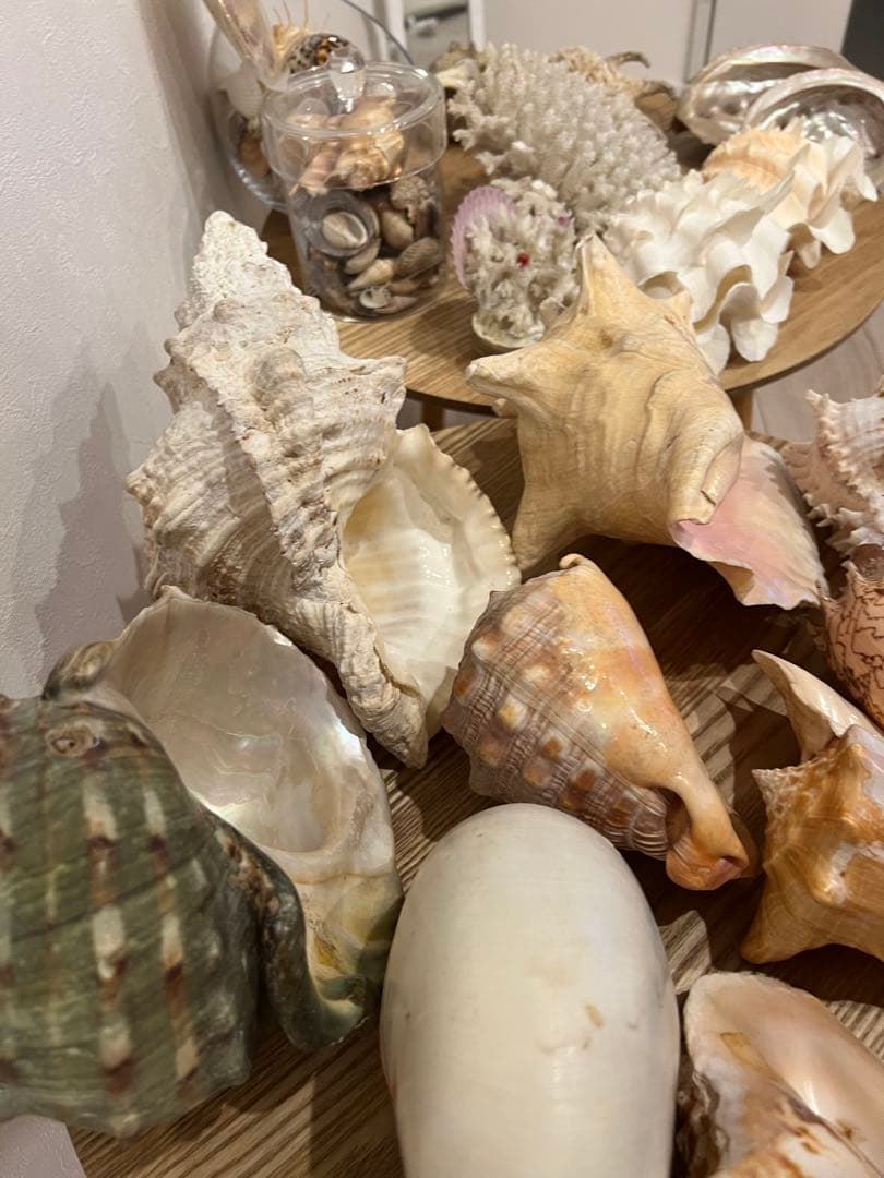 貝殻　まとめ売り　レア
