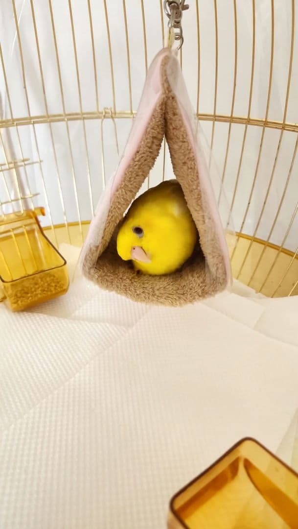 鳥かご ケージ スタンド セット インコ