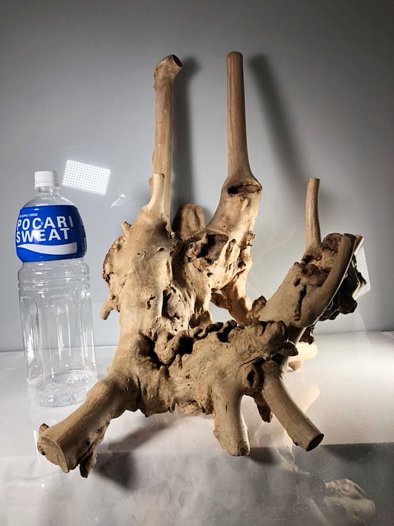 アクアリウム 流木 インテリア