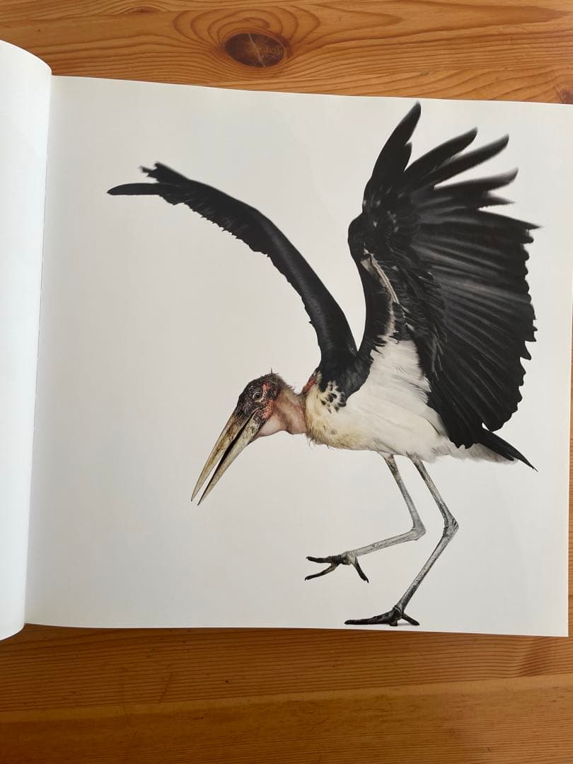 Bird / Andrew Zuckerman 大型本