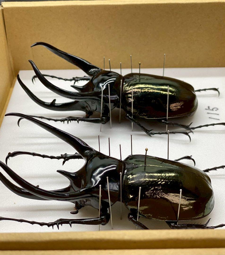 T◆コーカサスオオカブト　標本　昆虫