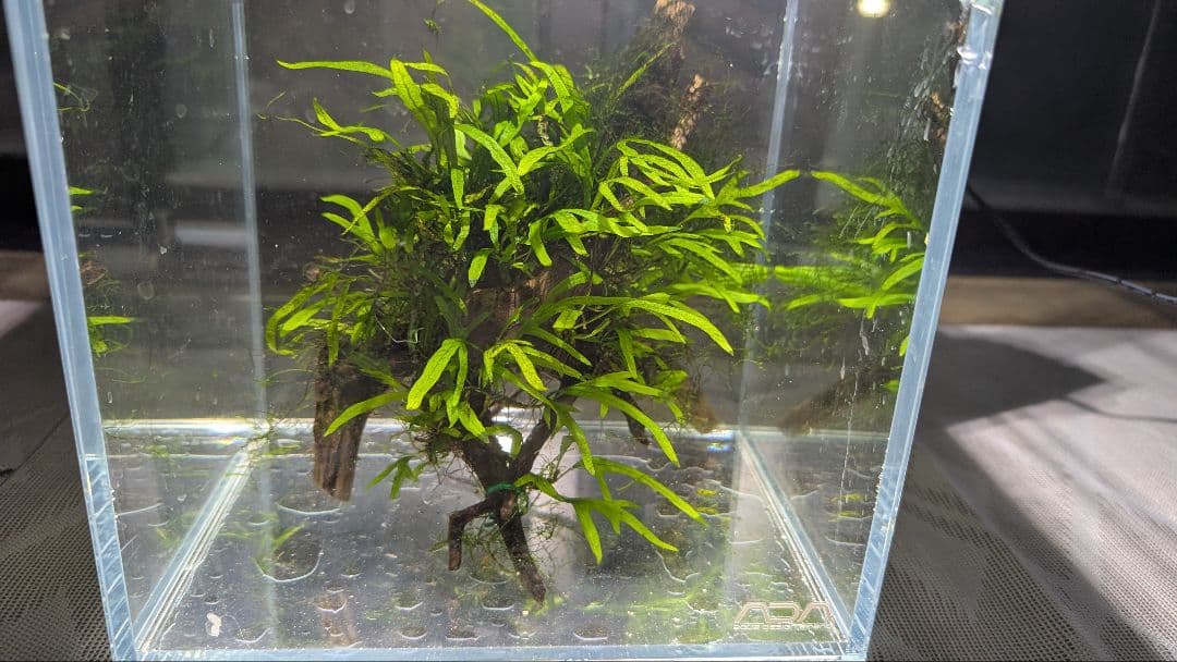 ミクロソリウムトライデントリーフ60葉以上が自然活着した2本組のブランチ流木