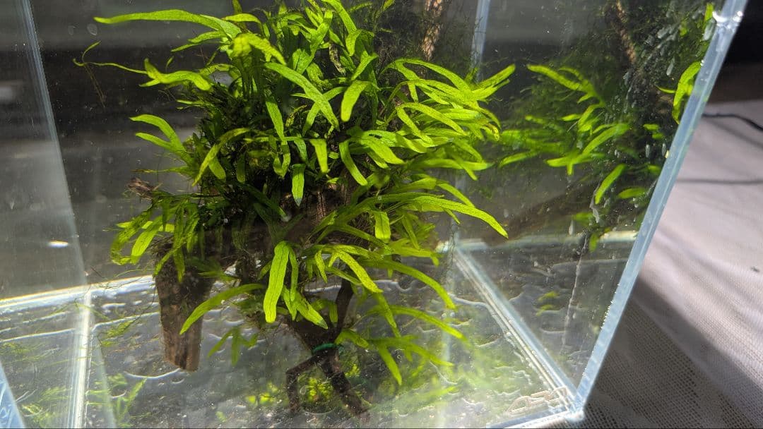 ミクロソリウムトライデントリーフ60葉以上が自然活着した2本組のブランチ流木