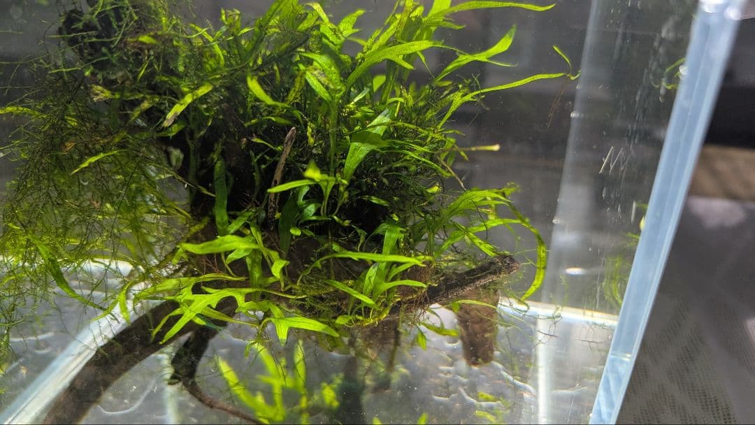 ミクロソリウムトライデントリーフ60葉以上が自然活着した2本組のブランチ流木