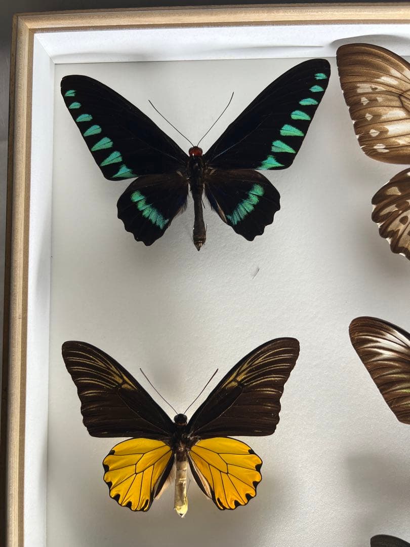 蝶標本木箱現状品のみ写真がご確認してくださいドイツケース約50x50x6cm