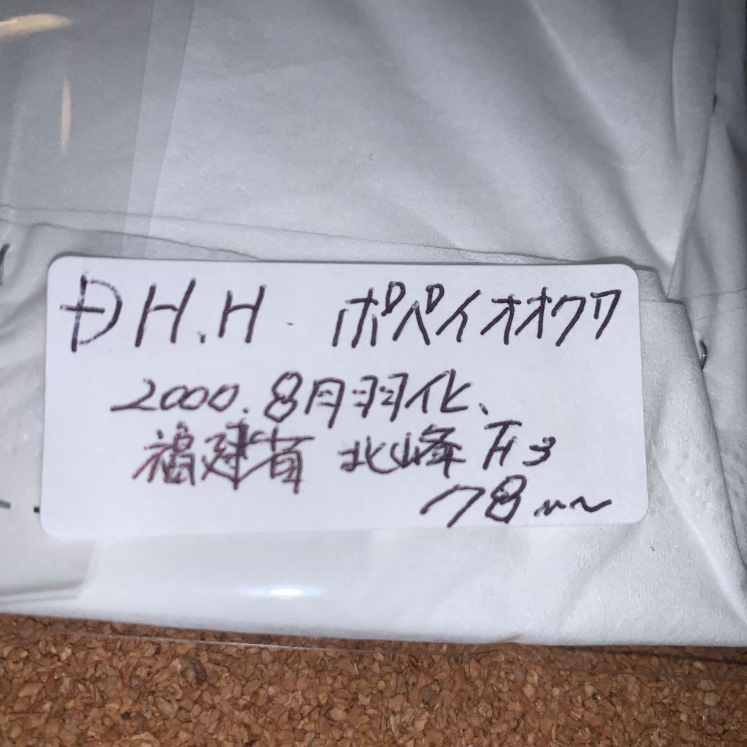 平成8年型　ホペイオオクワガタ飼育品78㍉