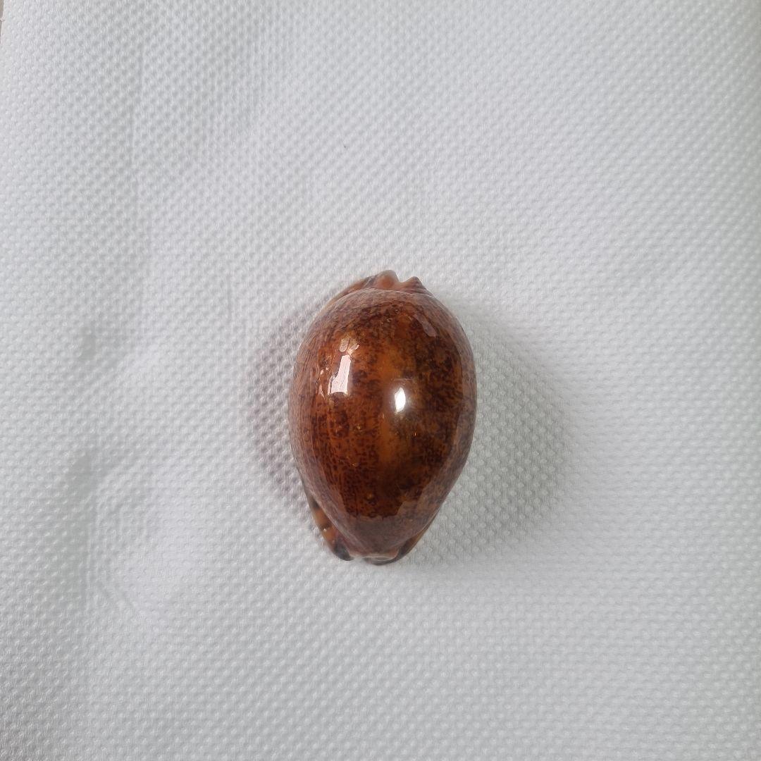 タカラガイ 貝殻 Histrio Rusty