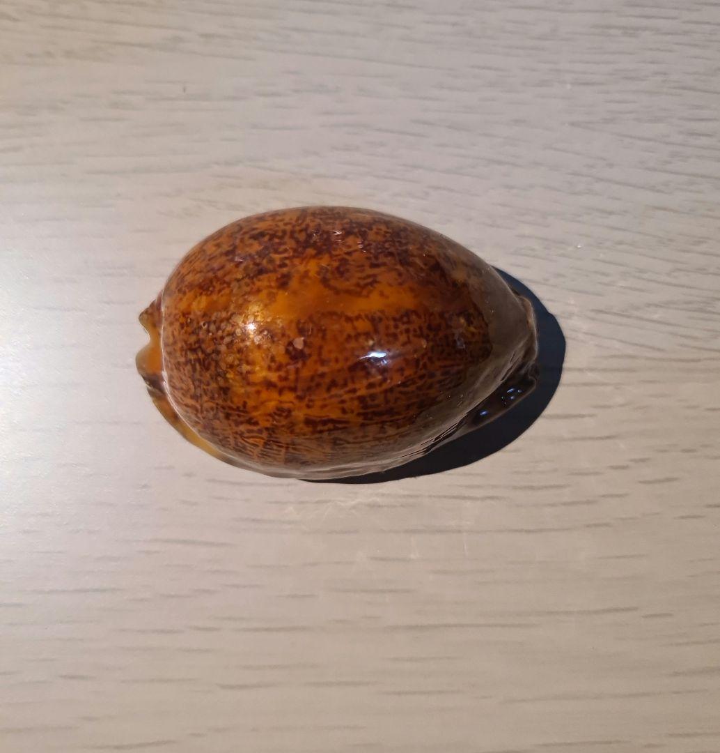 タカラガイ 貝殻 Histrio Rusty