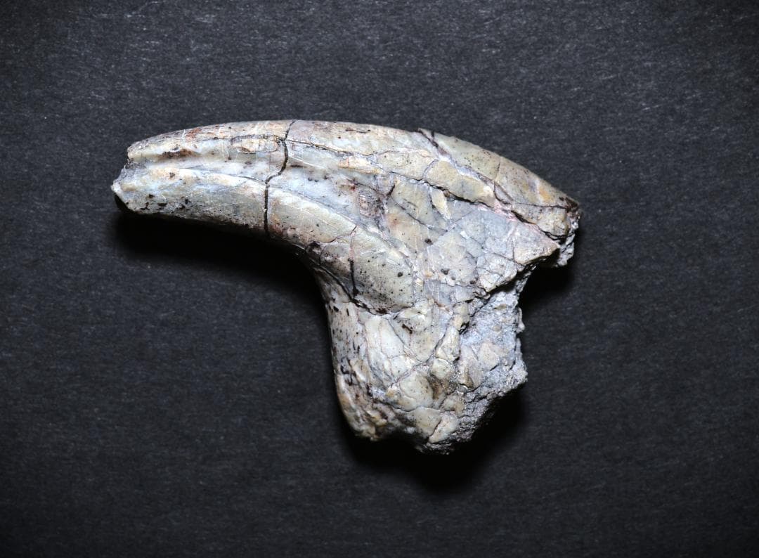 超希少・博物館級！デイノニクスの鉤爪と歯の化石　値段交渉可能