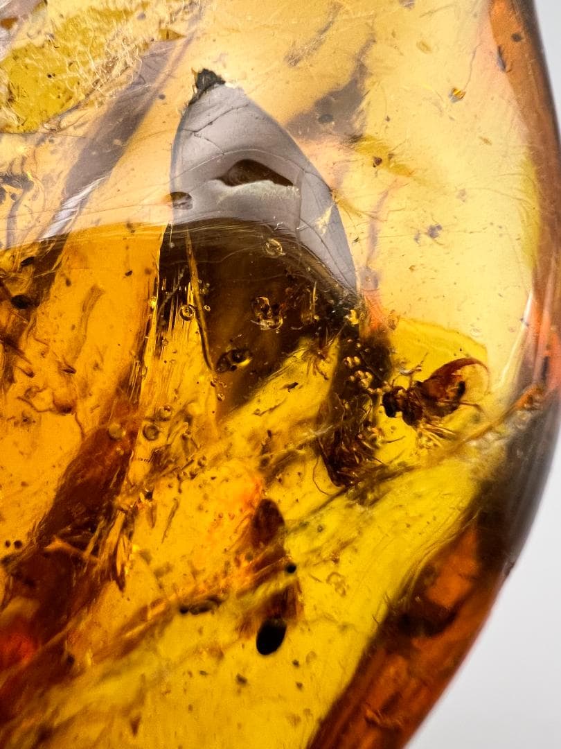 虫入り琥珀　蚊　蟻　多種多様な虫を大量内包　バルティックアンバー　バルト海沿岸