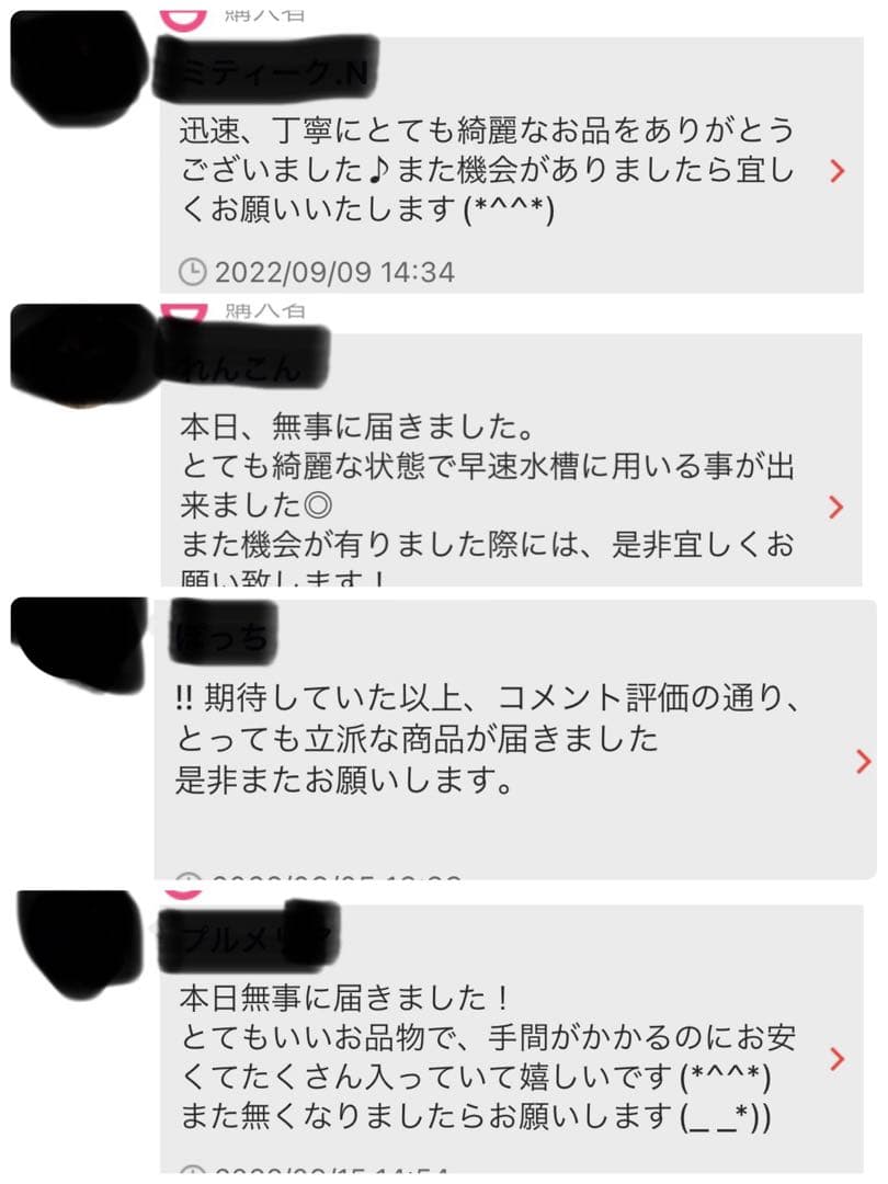 沖縄県やんばる産マジックリーフ 1kg UV殺菌灯照射済み②