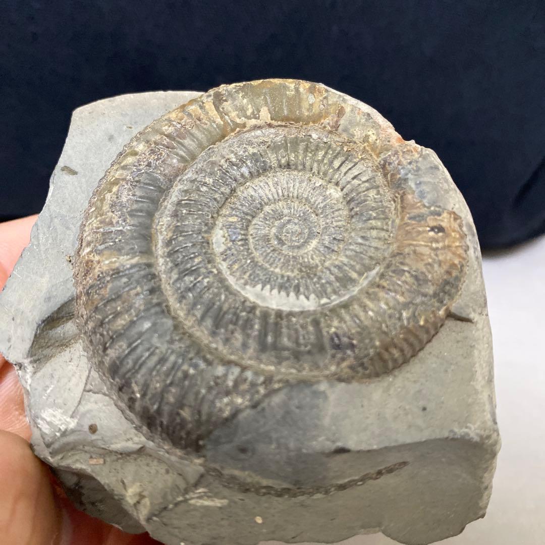 本物　美品　アンモナイト化石 手のひらサイズ