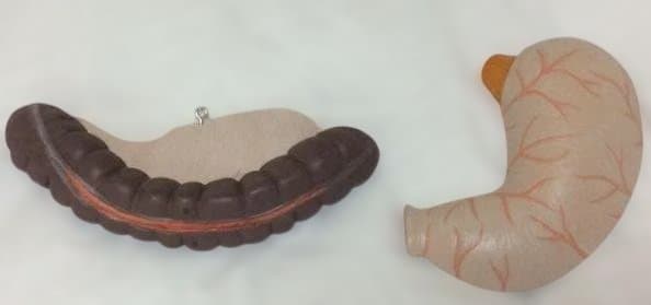 実物大人体模型 消化器系 3分解モデル　3B Smart Anatomy