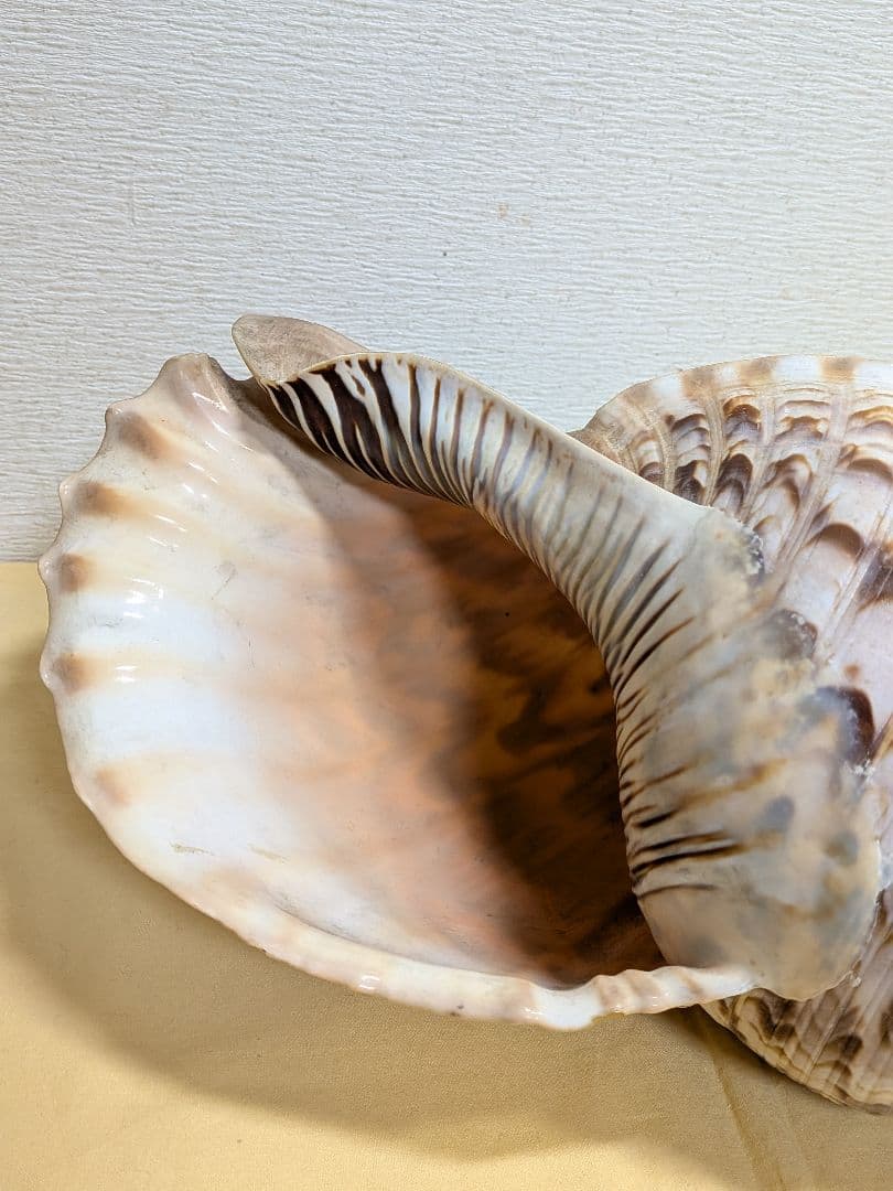 法螺貝　ホラ貝　山伏必需品