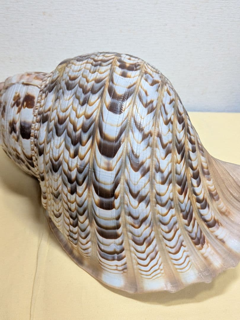 法螺貝　ホラ貝　山伏必需品