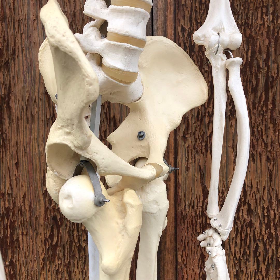 3B 人体模型 等身大 ドイツ 3B Scientific社 全身骨格模型