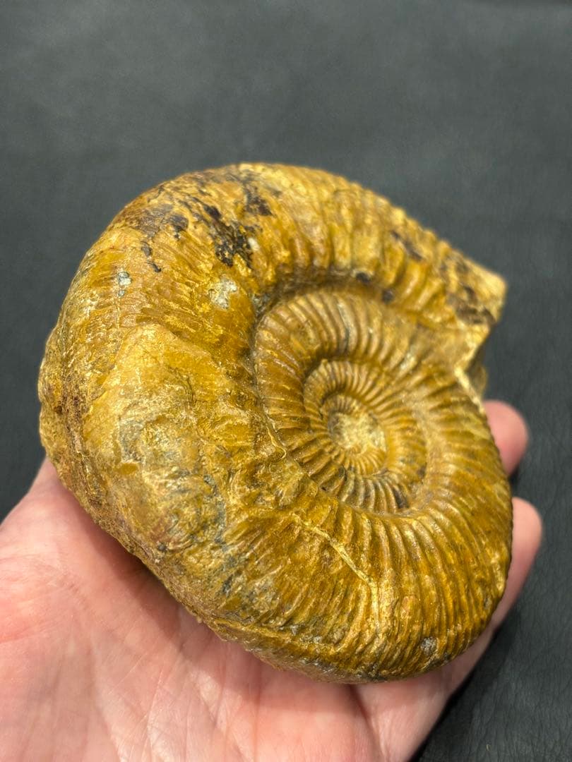 化石　アンモナイト　パーキンソニア