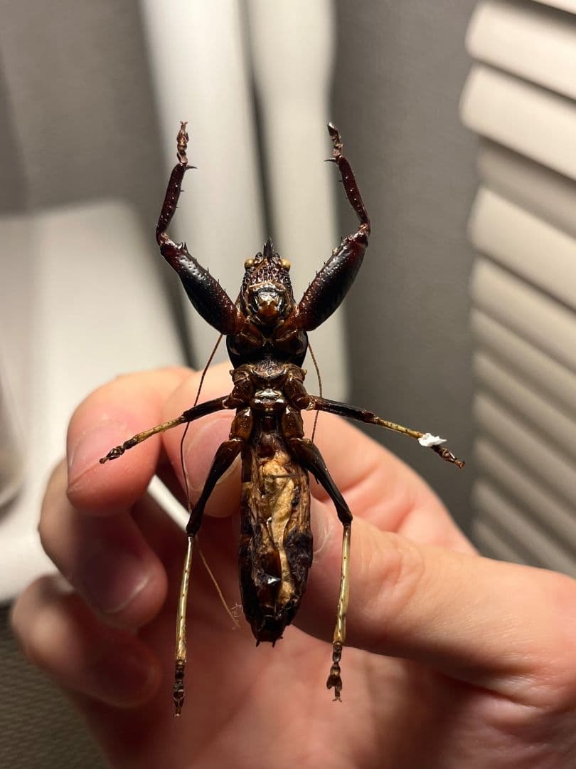 【53mm♂】マッチョキリギリス コロギス リオック　昆虫標本