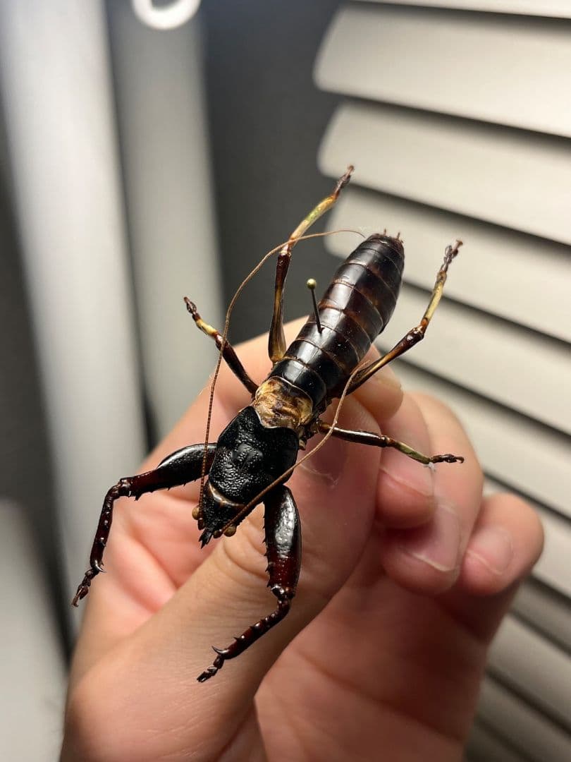 【53mm♂】マッチョキリギリス コロギス リオック　昆虫標本