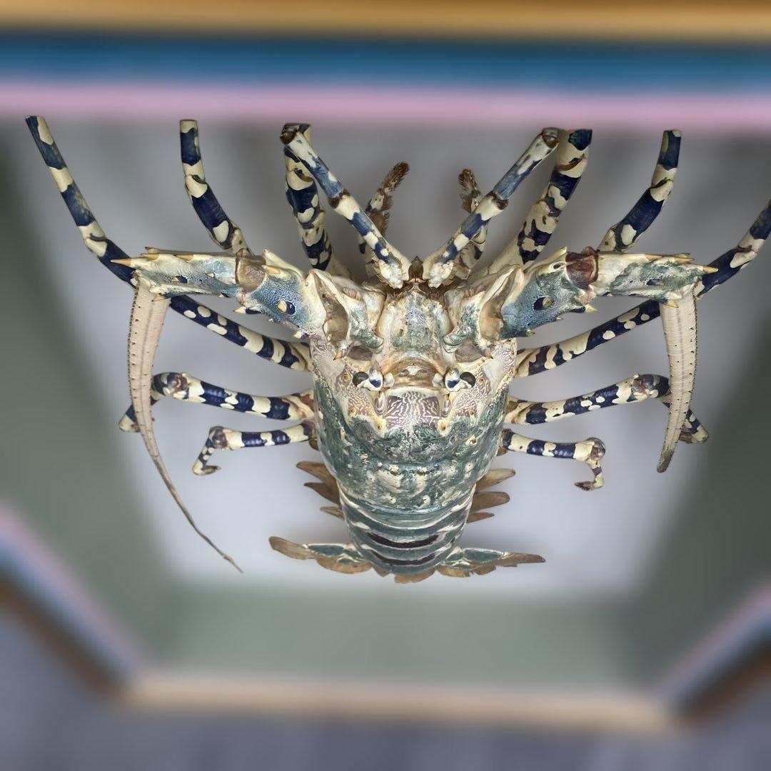 伊勢海老 エビ 剥製 ガラスケース 壁額 壁飾りロブスター標本 大型