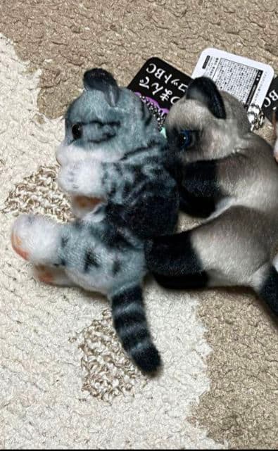 リアル猫 リアルアニマル猫つまんでマスコットBC 猫ぬいぐるみ　２個　セット