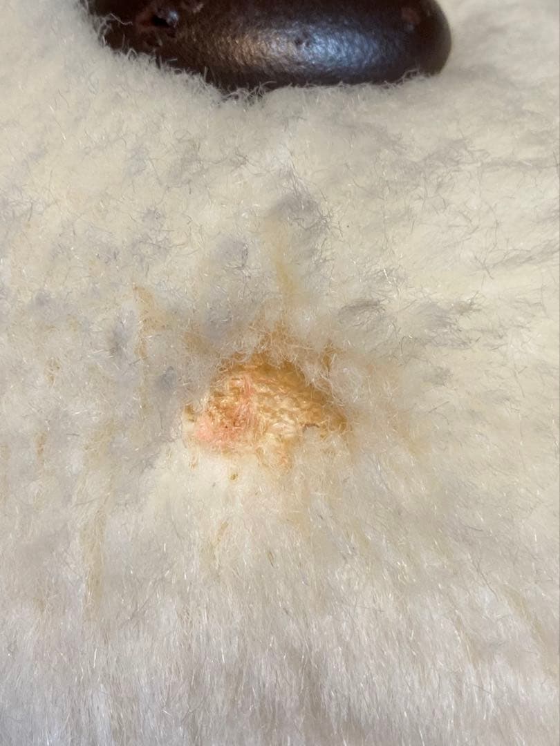 1983年 あやか オリエンタルトーイ ぬいぐるみ37cm 昭和レトロ 当時物